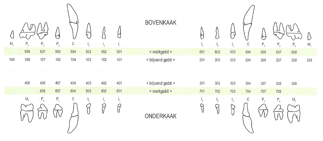Tandformule kat